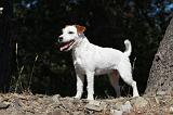 PARSON RUSSEL TERRIER 001